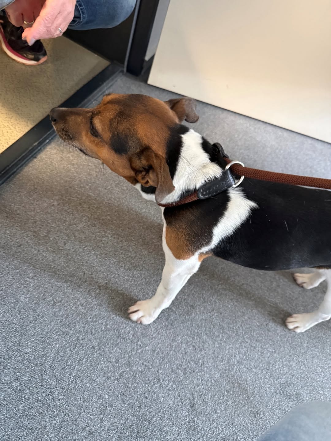 Found dog