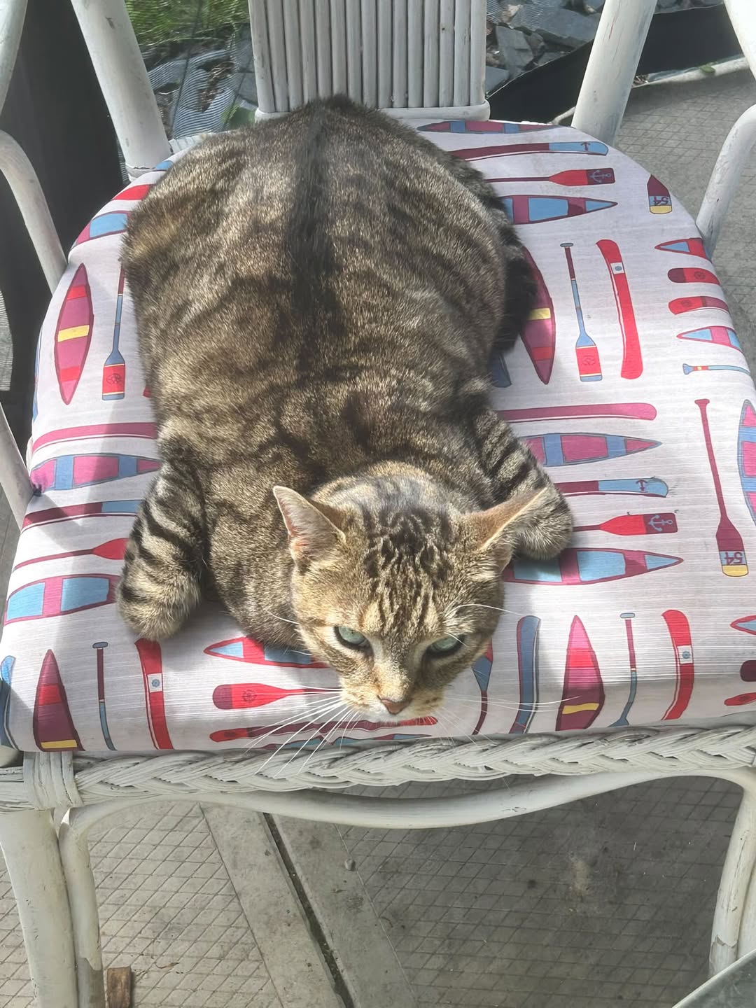 Lost cat