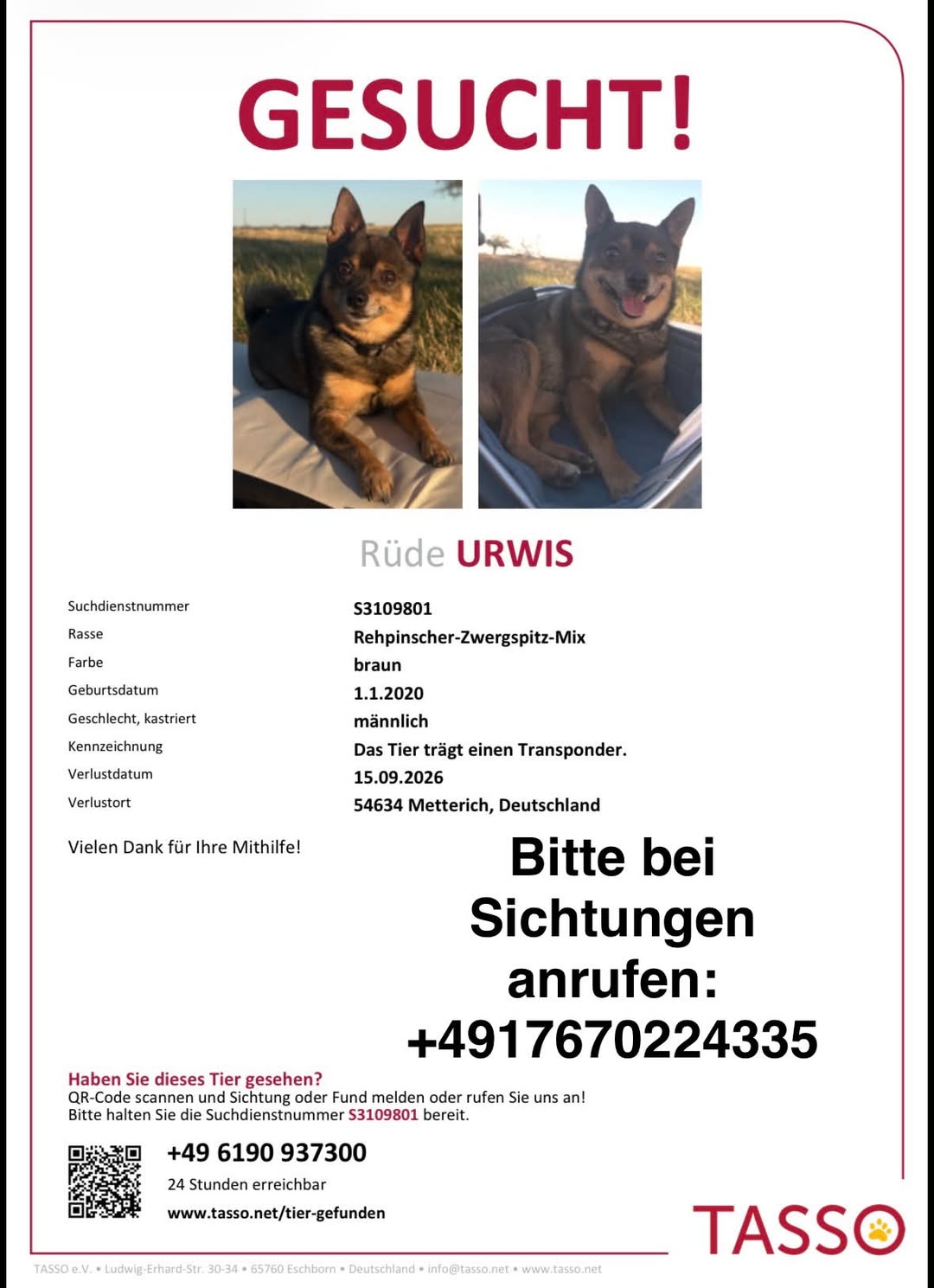 Lost Dog in Metterich