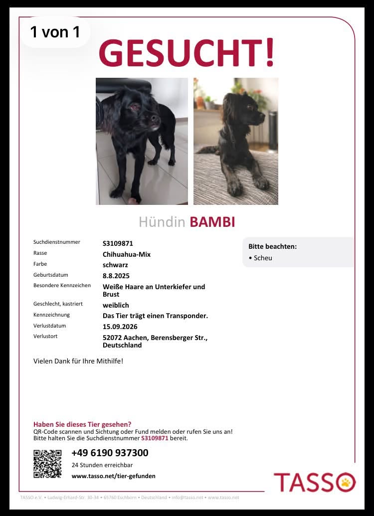 Lost Dog in Aachen