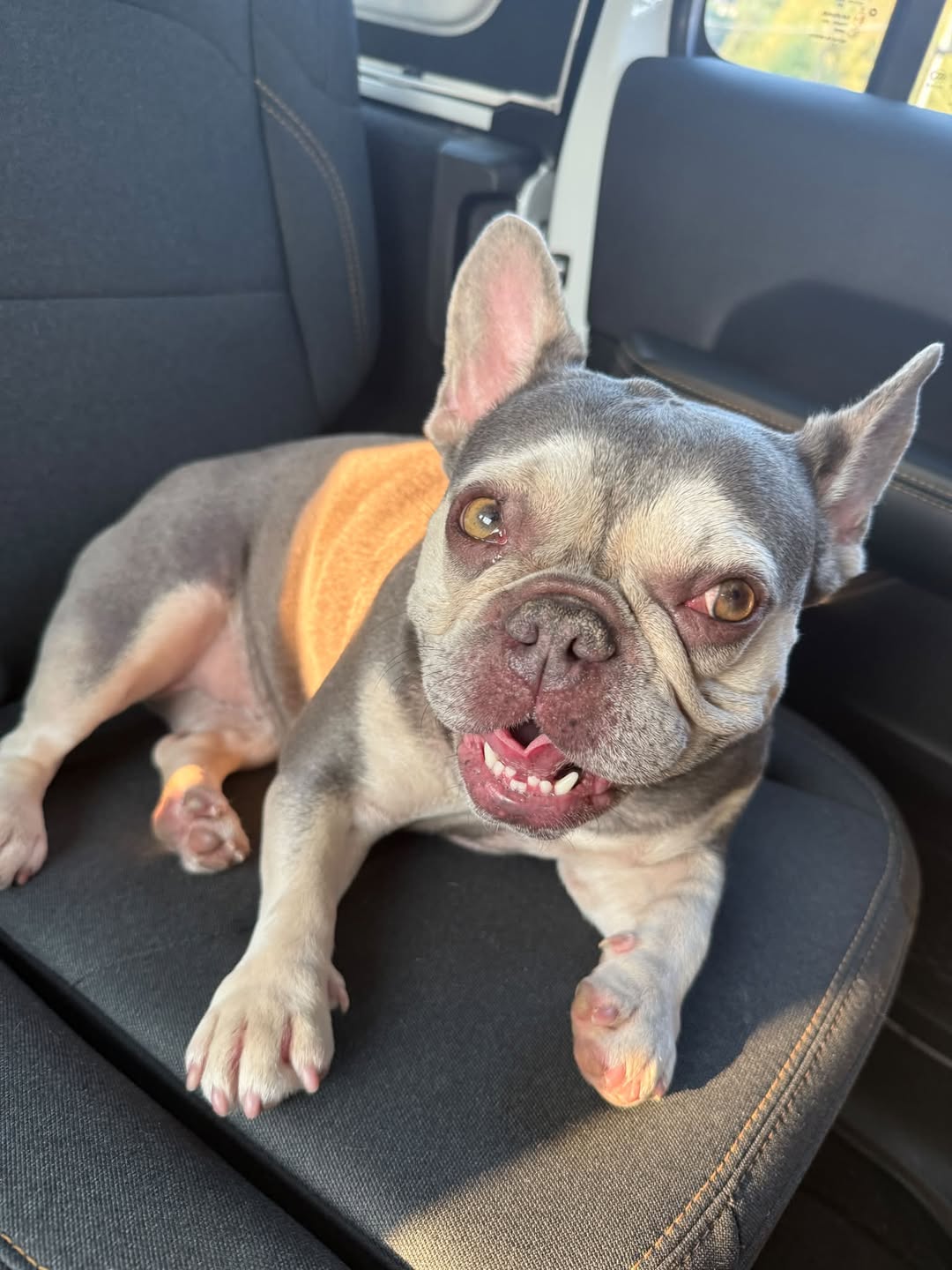 Lost Dog in Vancouver