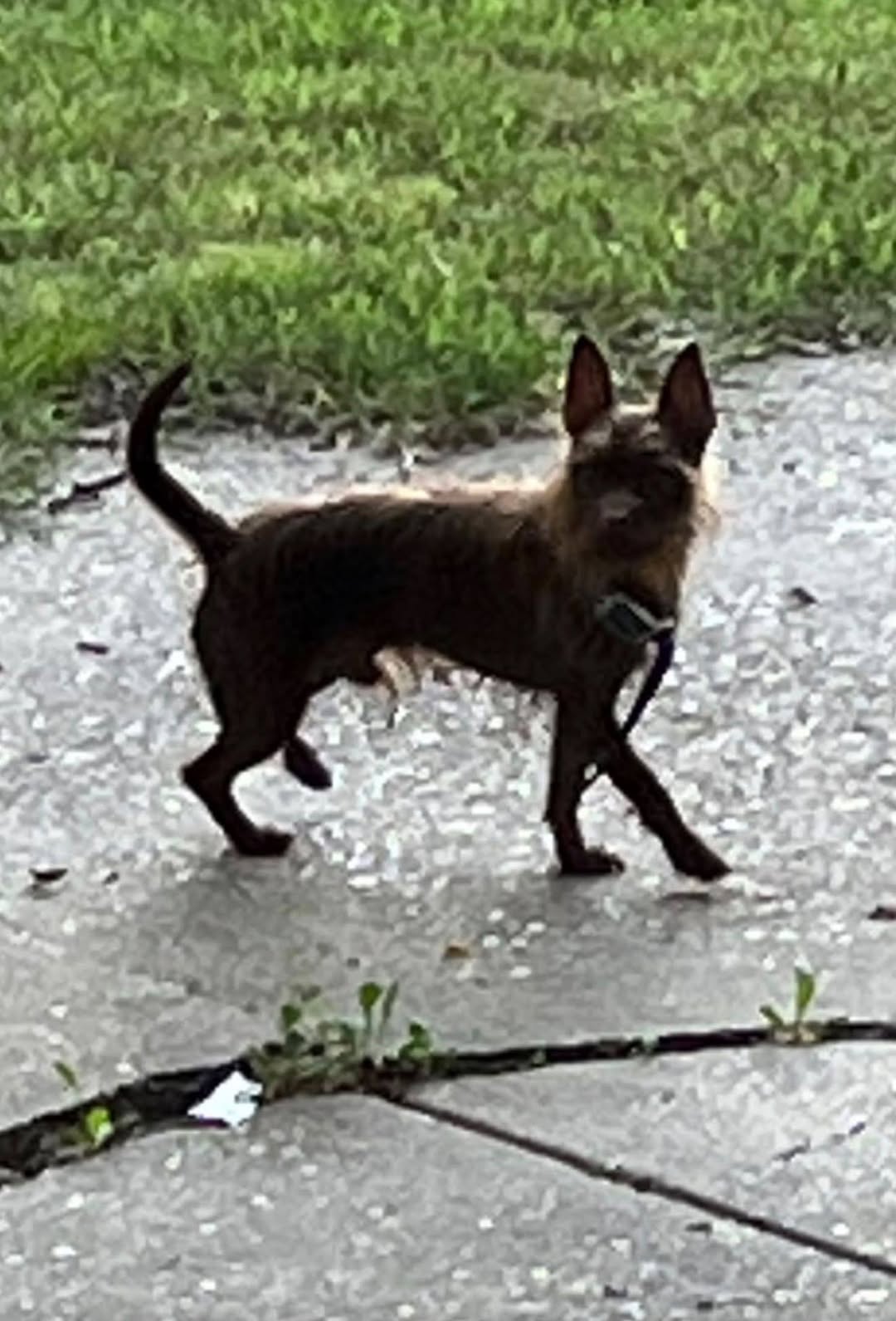 Found dog