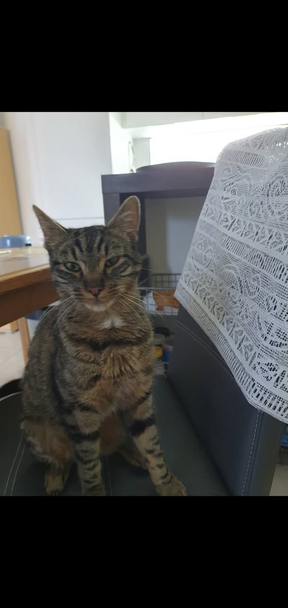 Found cat
