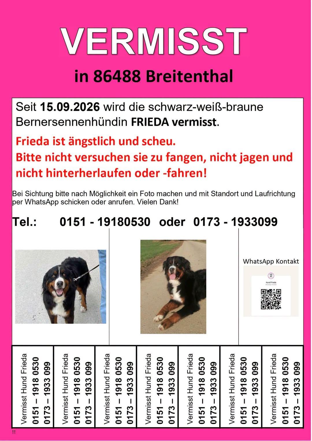 Lost Dog in Breitenthal