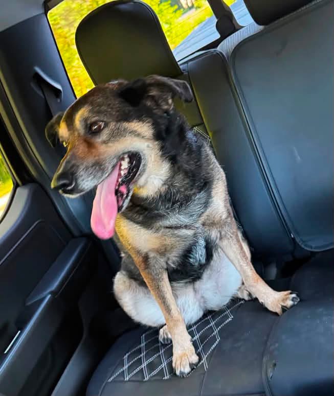 Found dog