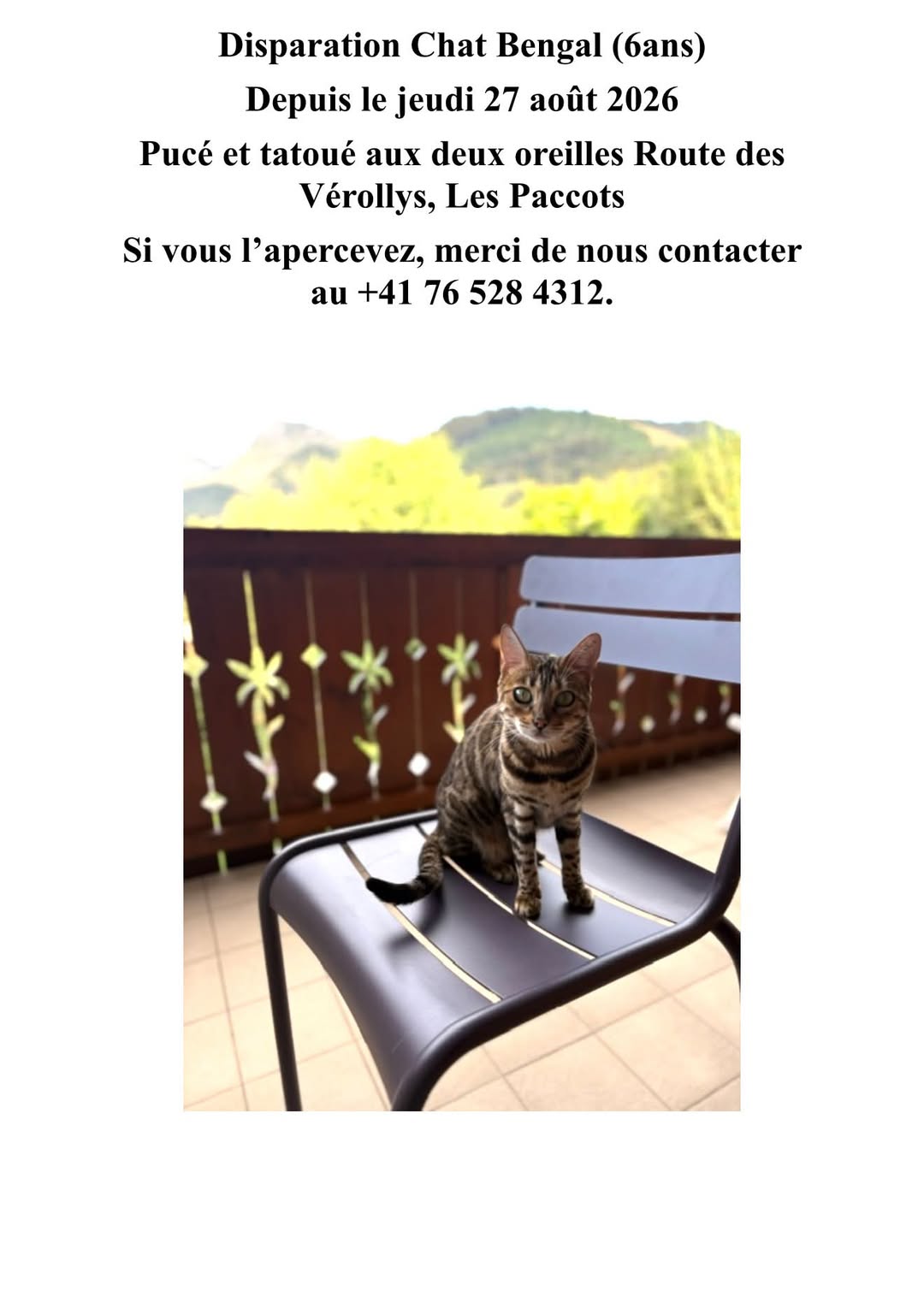 Lost Cat in Les Paccots