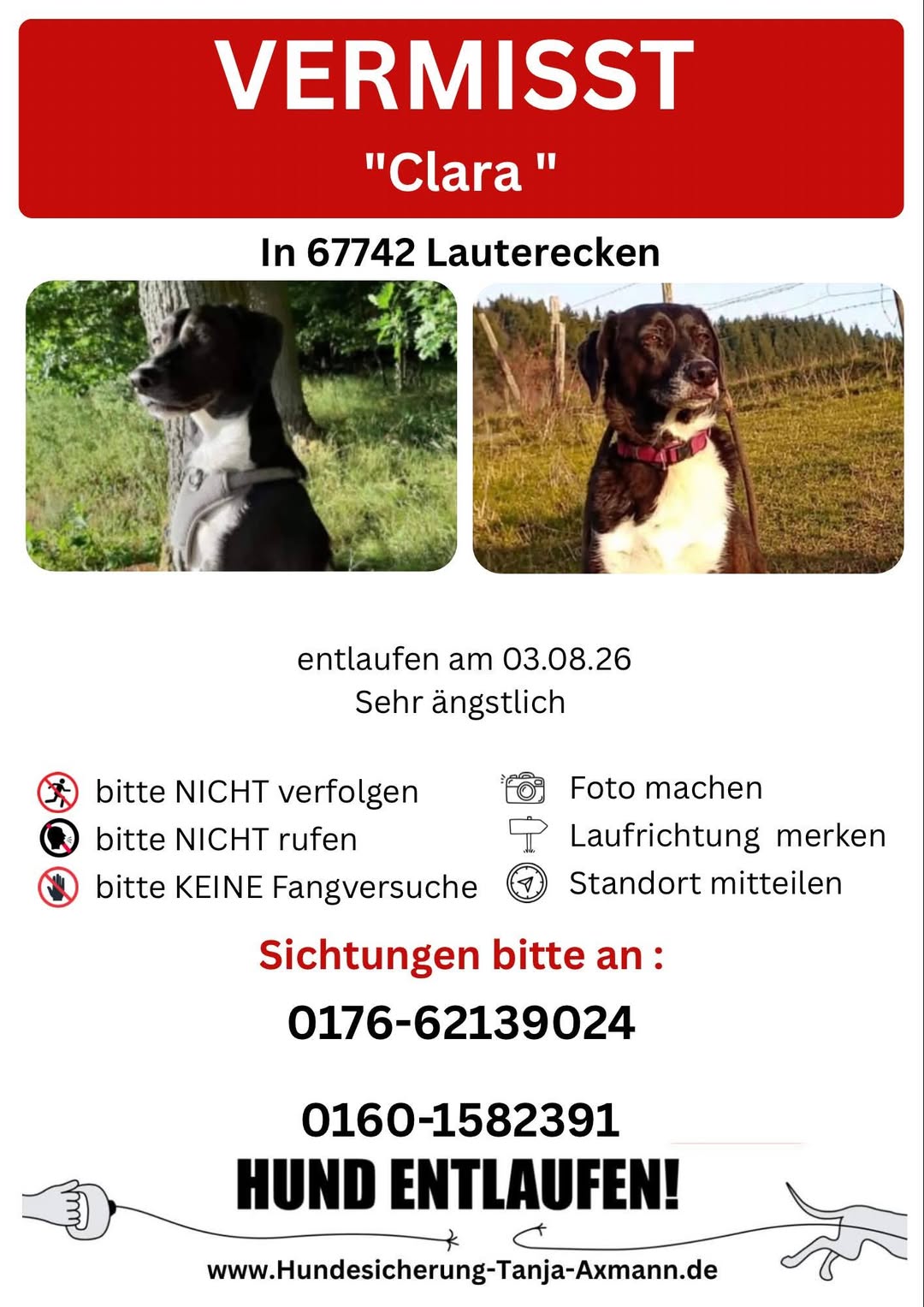Lost Dog in Lauterecken