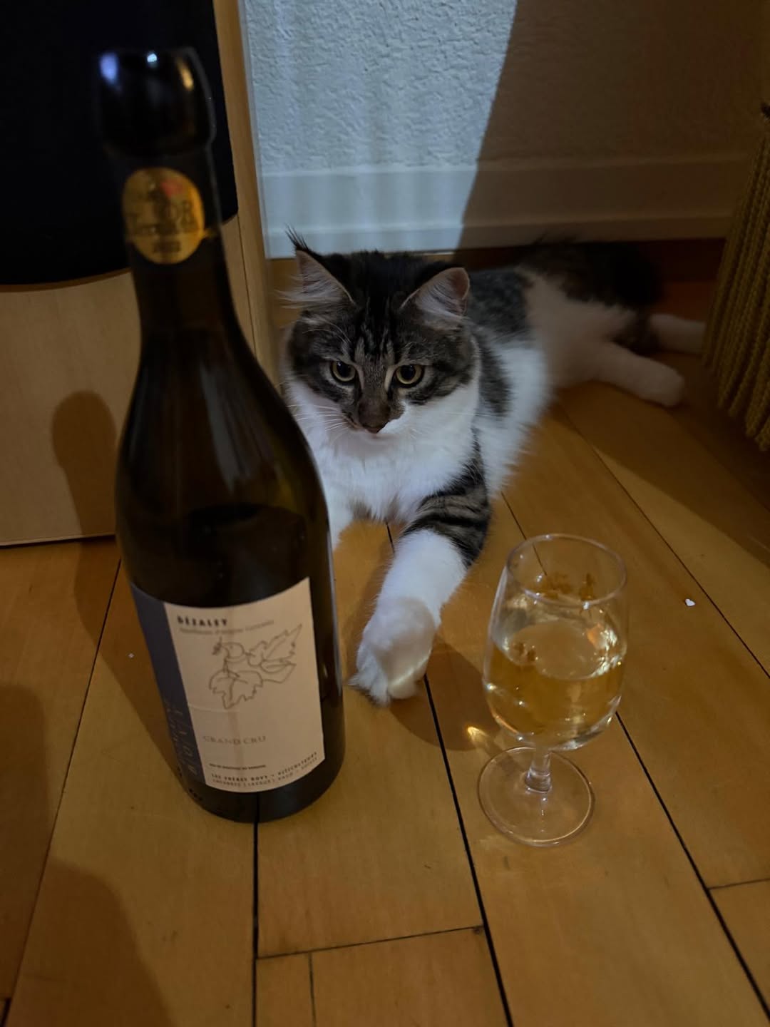 Lost Cat in Corseaux
