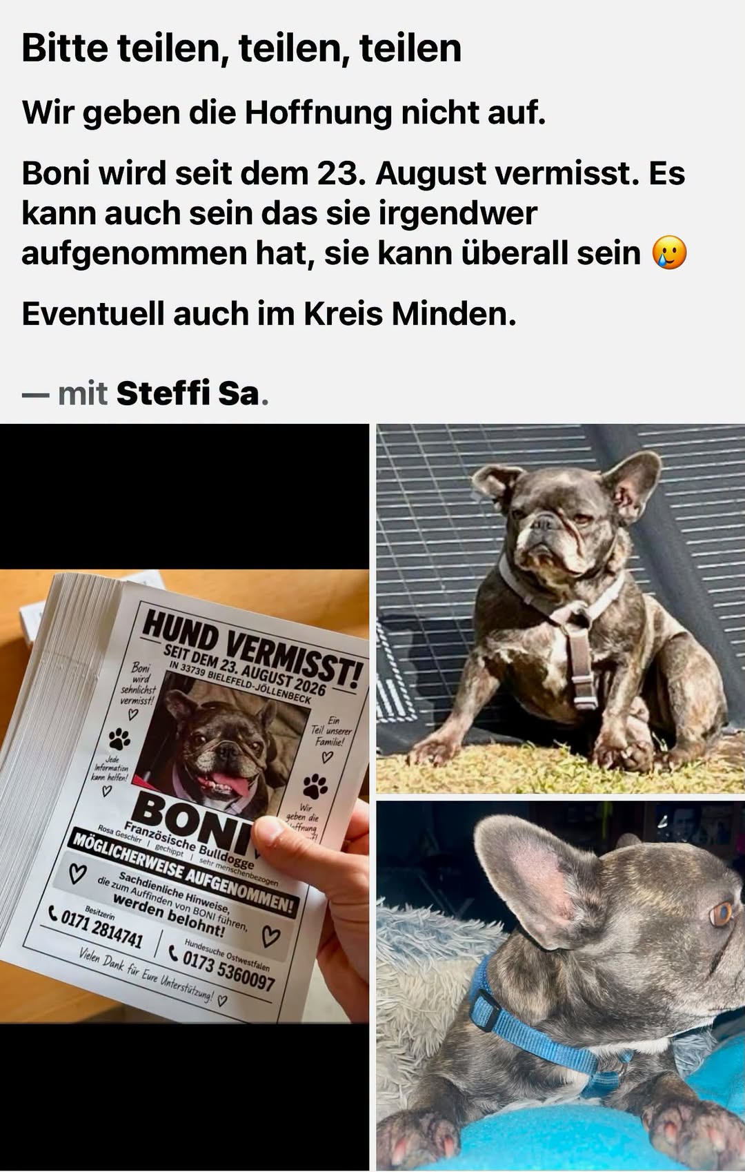 Lost Dog in Bielefeld