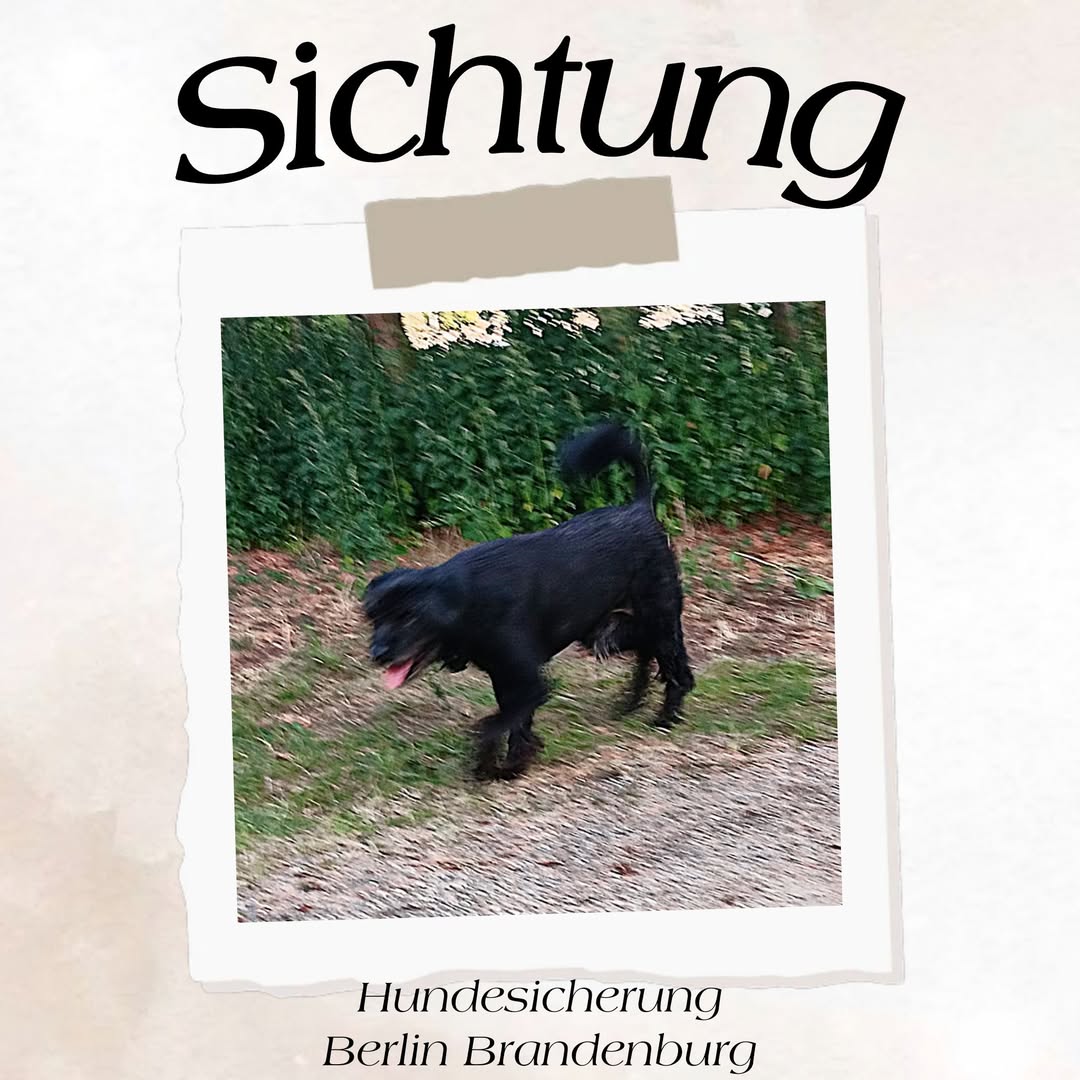 Found dog