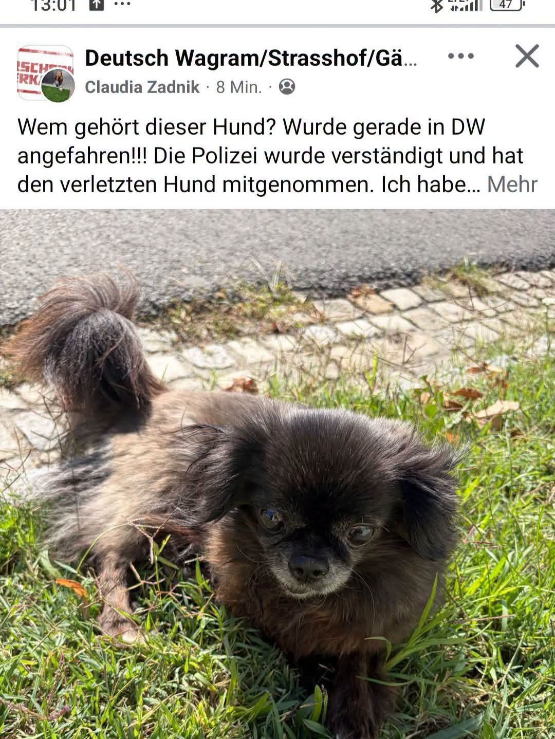 Found dog