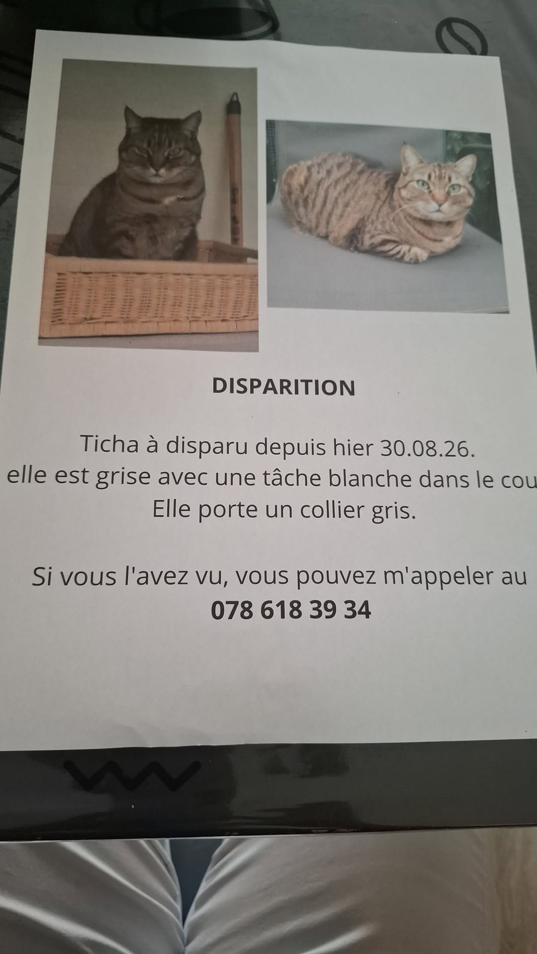 Lost Cat in Bex