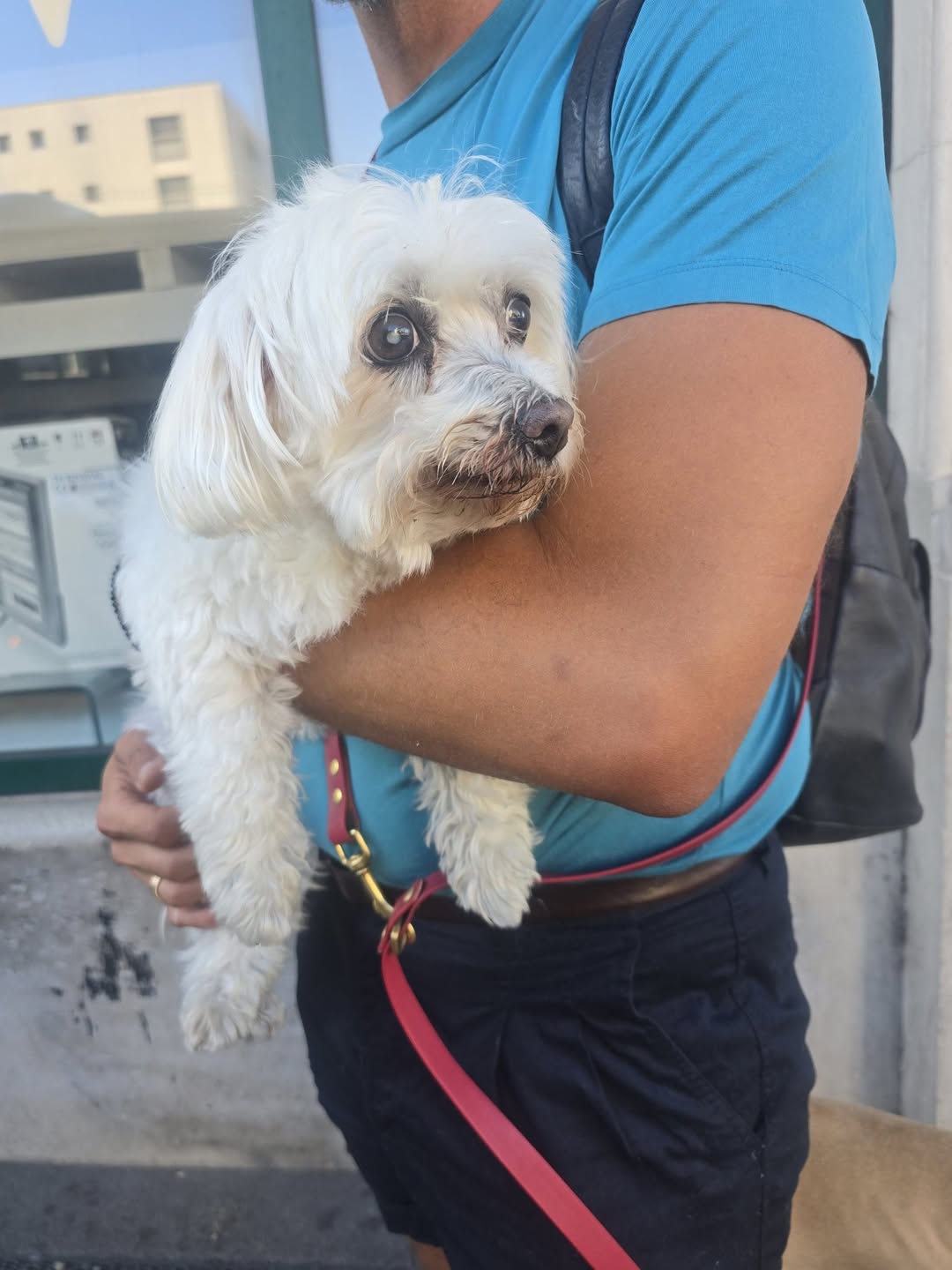 Found dog