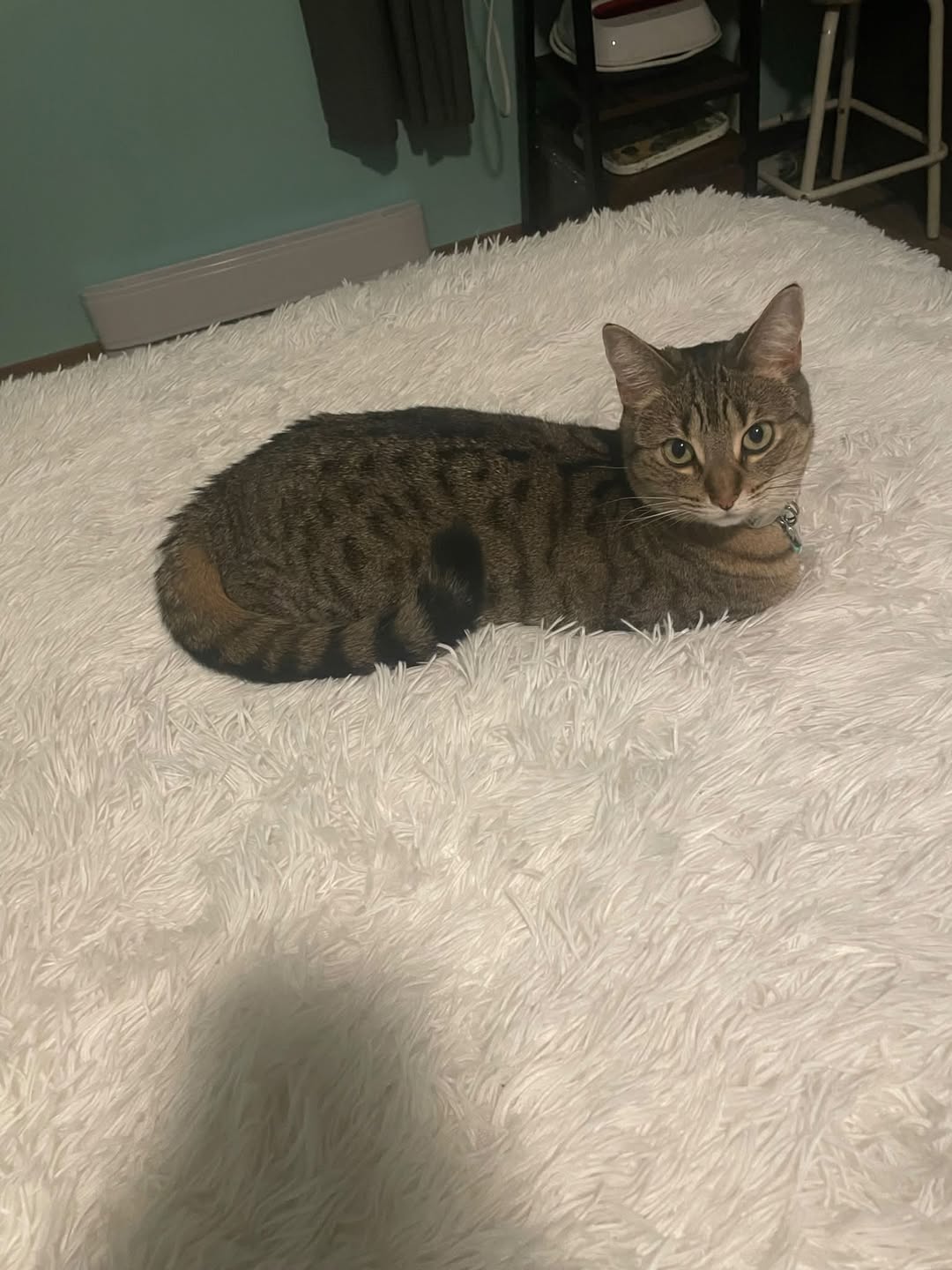 Lost cat