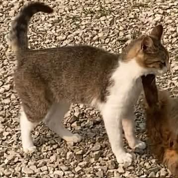 Lost cat