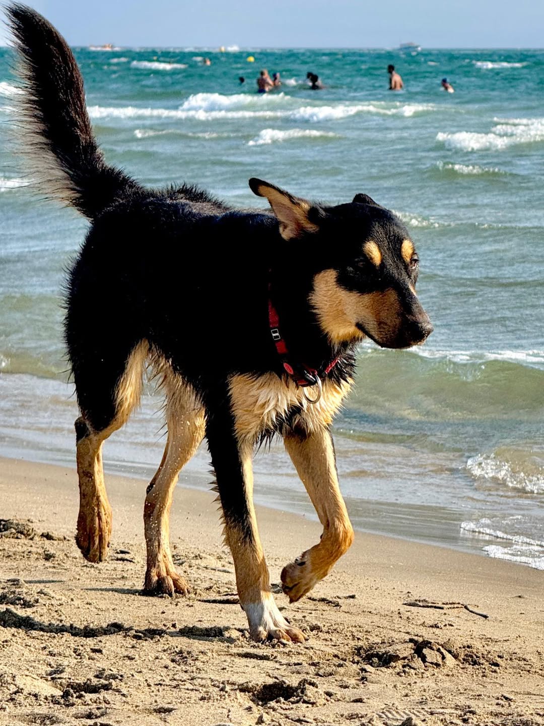 Lost Dog in Geneva