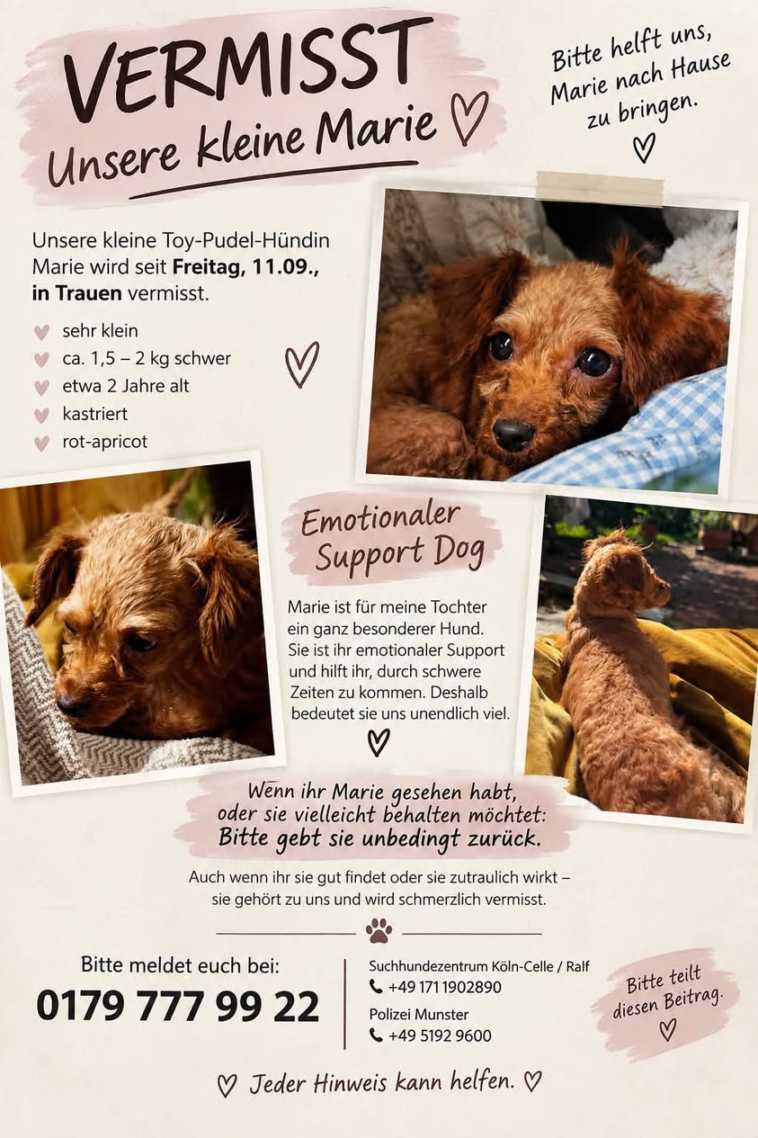 Lost Dog in Munster