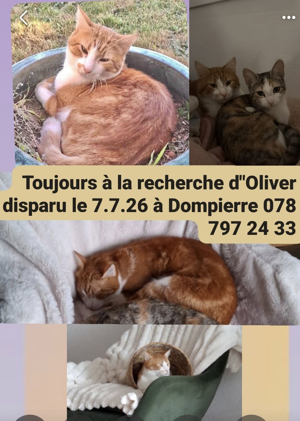 Lost Cat in Dompierre