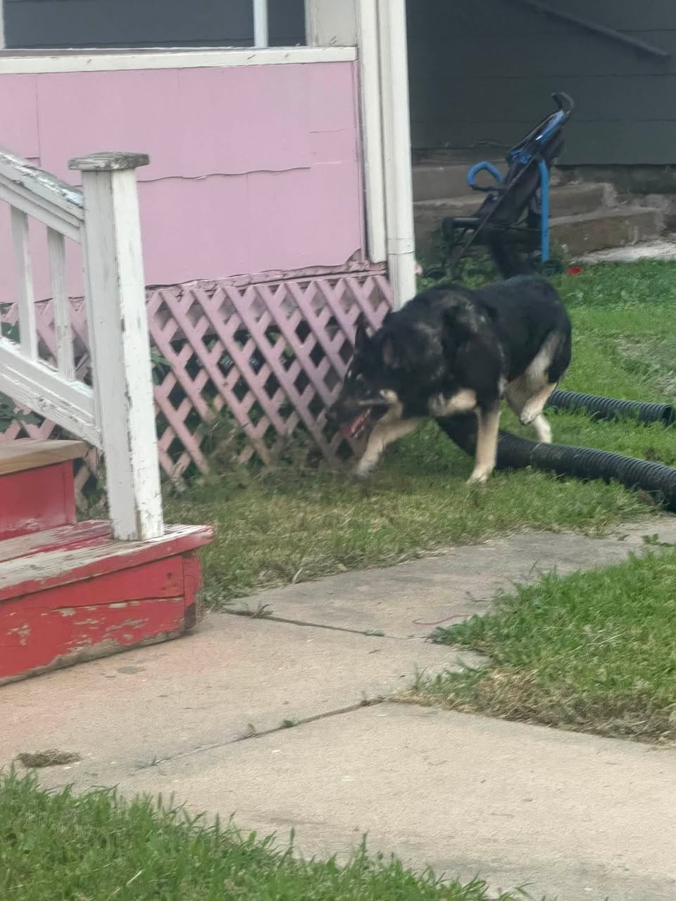 Found dog
