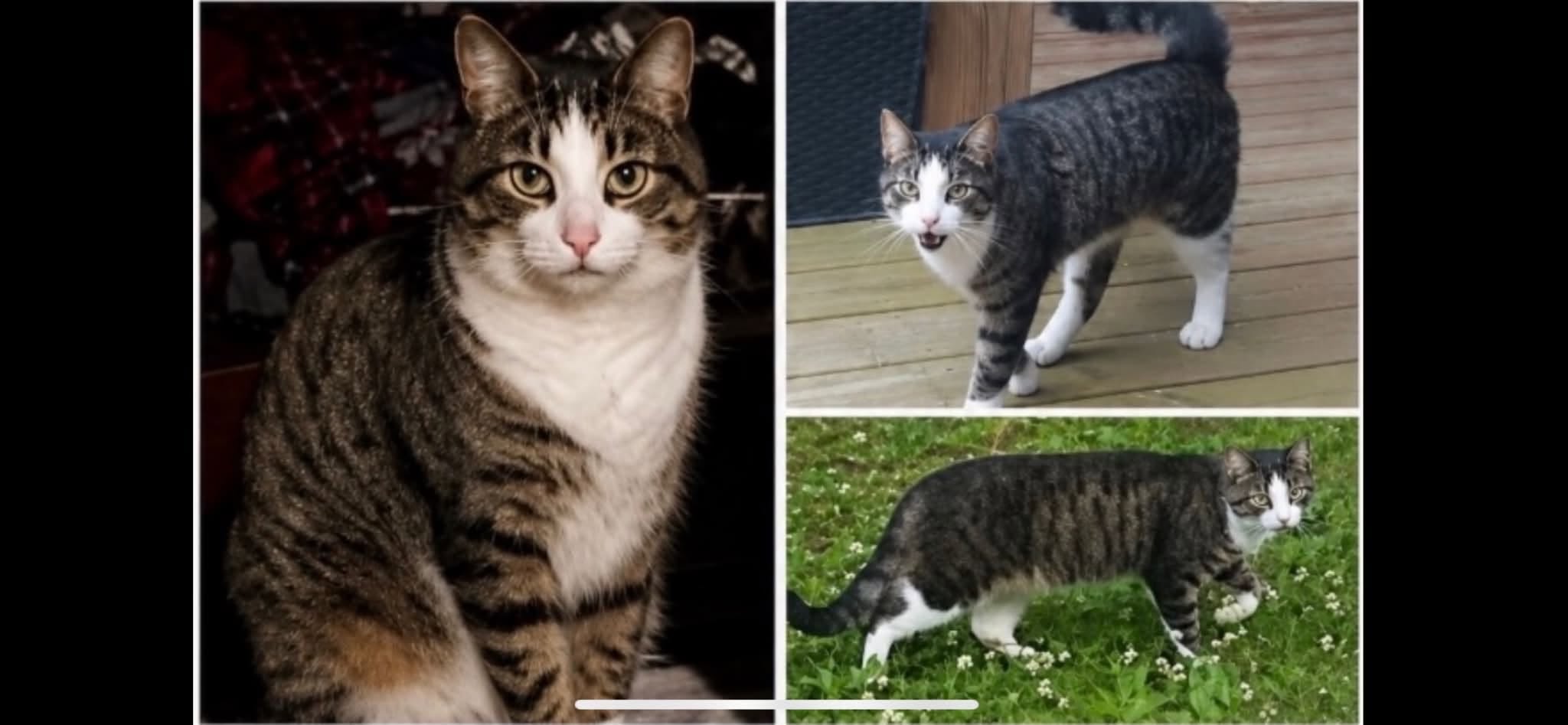 Lost cat