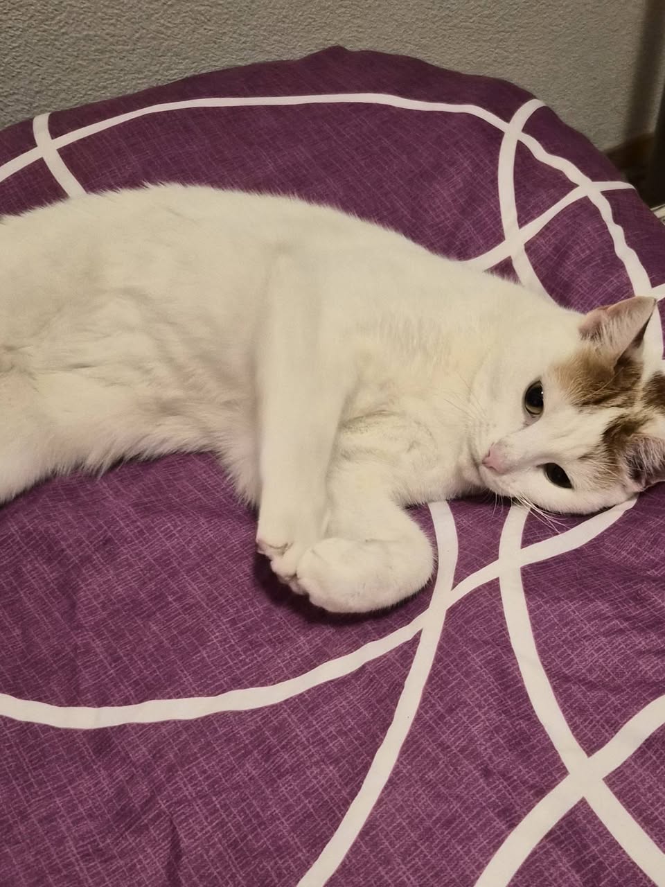 Lost Cat in Romandy