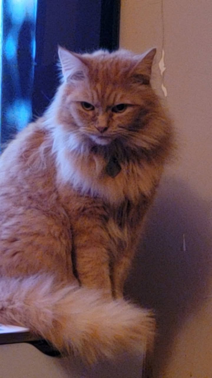 Lost cat