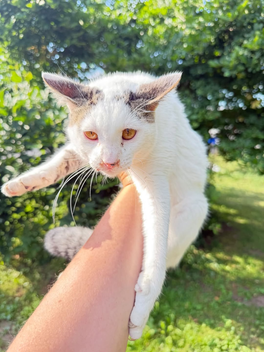 Found cat