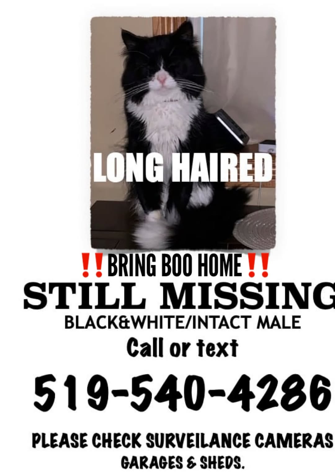 Lost cat