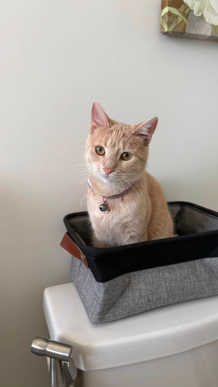 Lost cat
