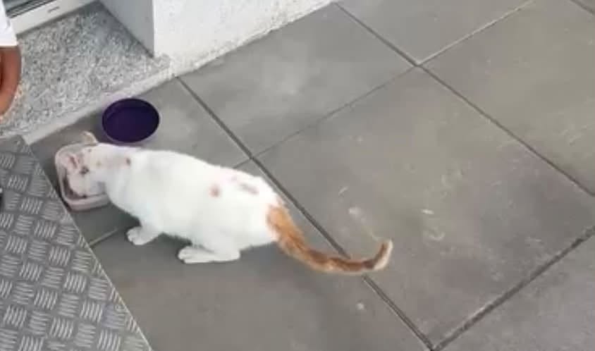 Found Cat in VéTroz