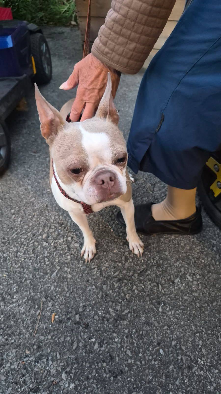 Found dog