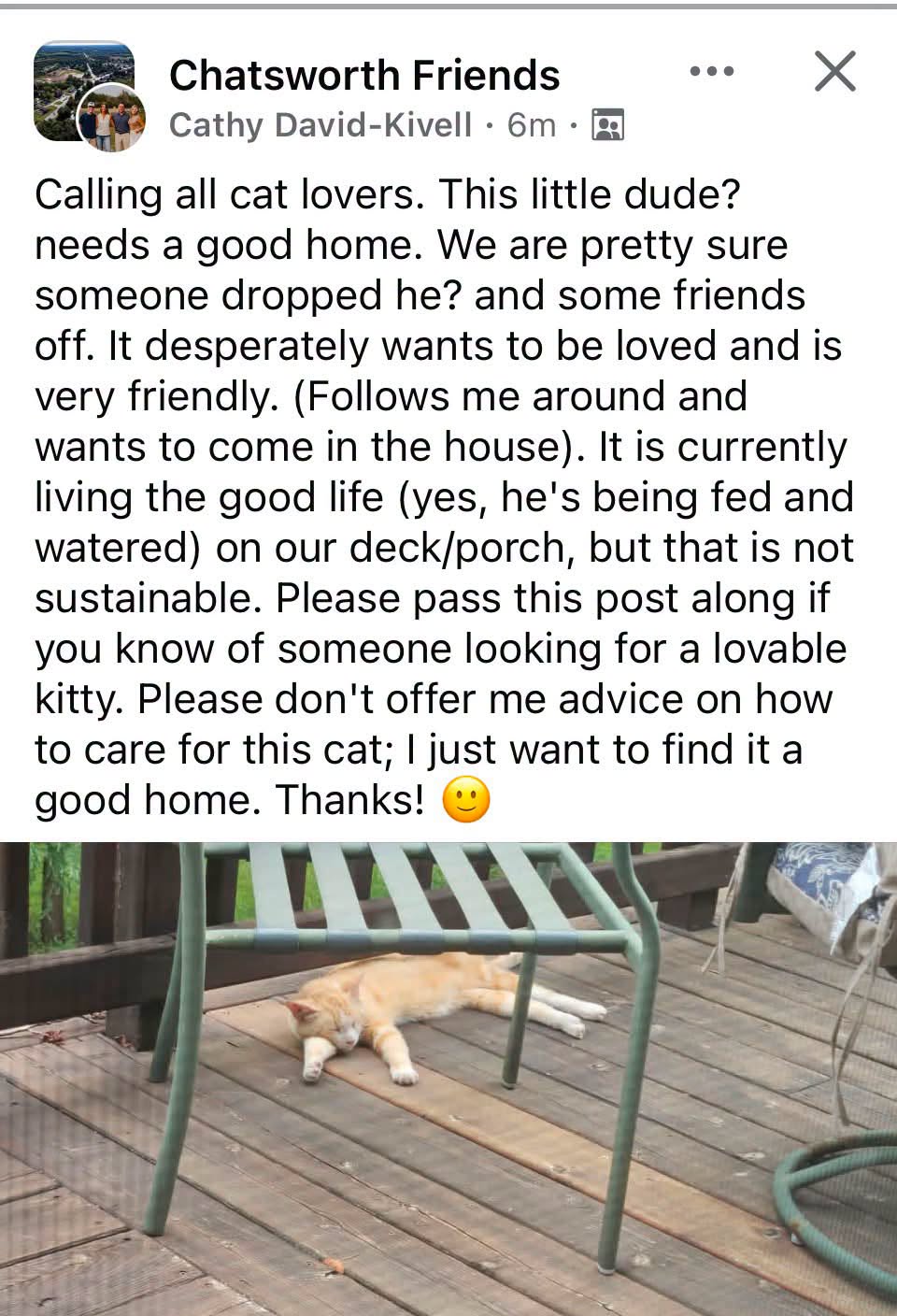 Found cat