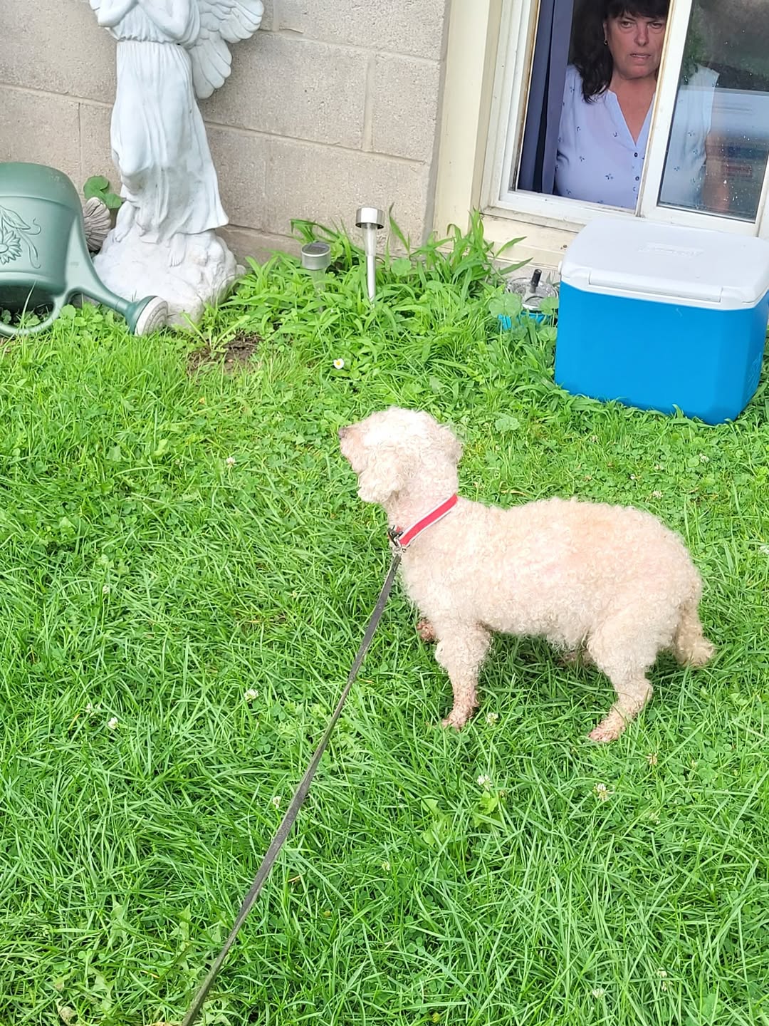 Found dog