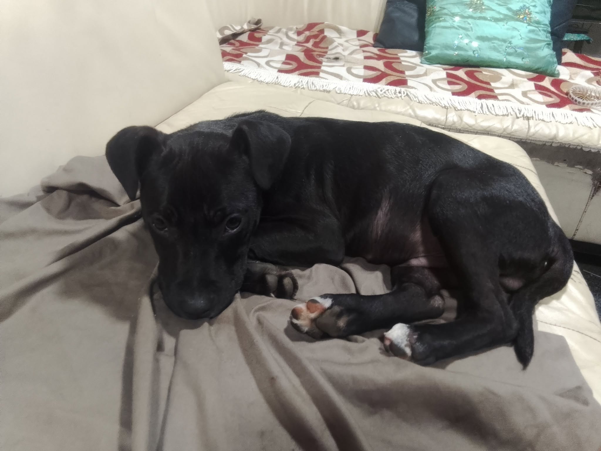 Found dog