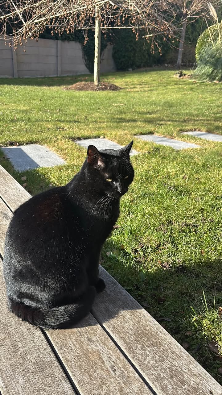 Lost cat