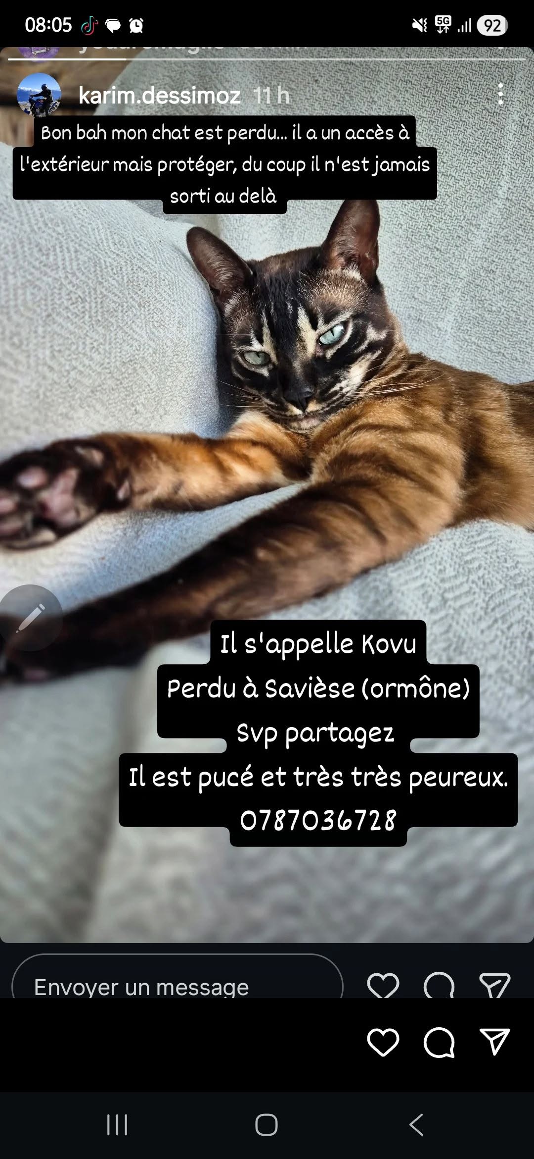 Lost cat