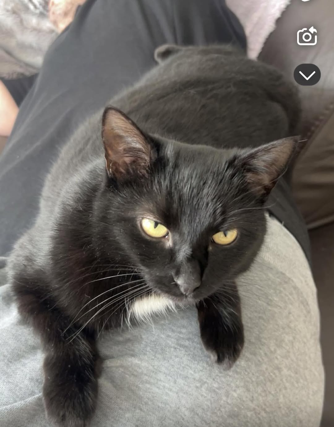 Lost Cat in Corcelles-Sur-Chavornay