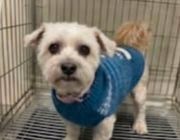 Lost dog