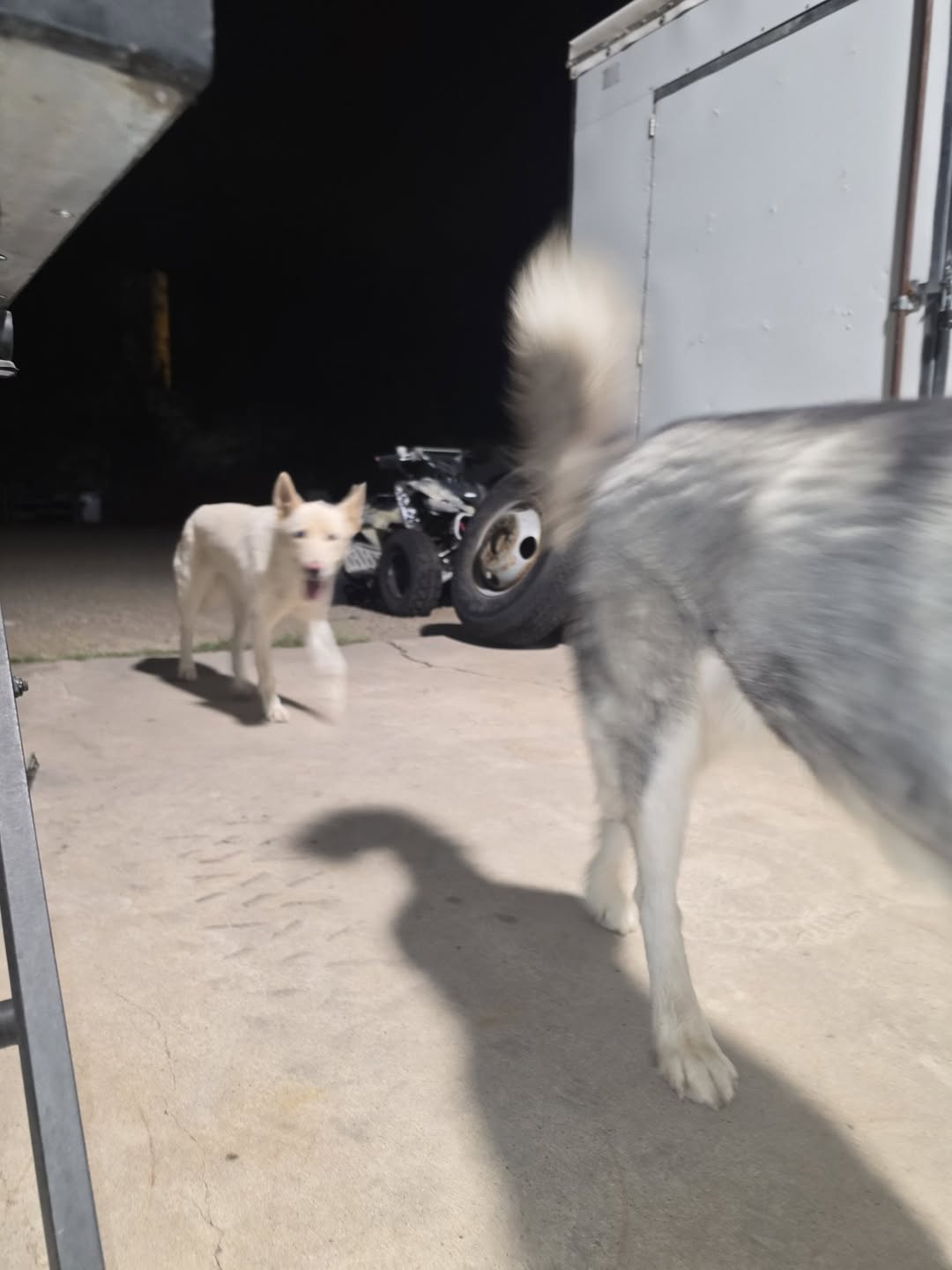 Found dog