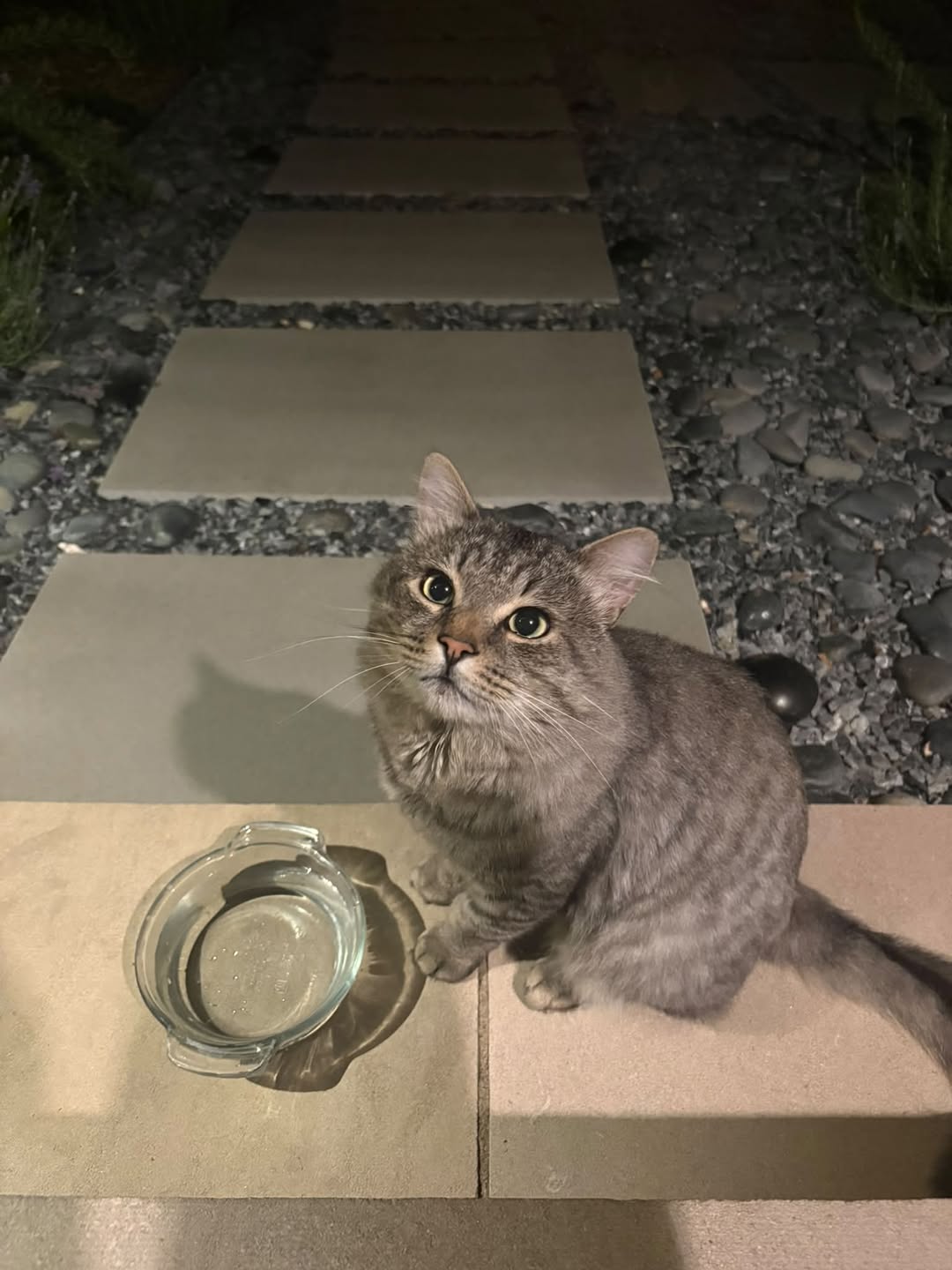 Found cat