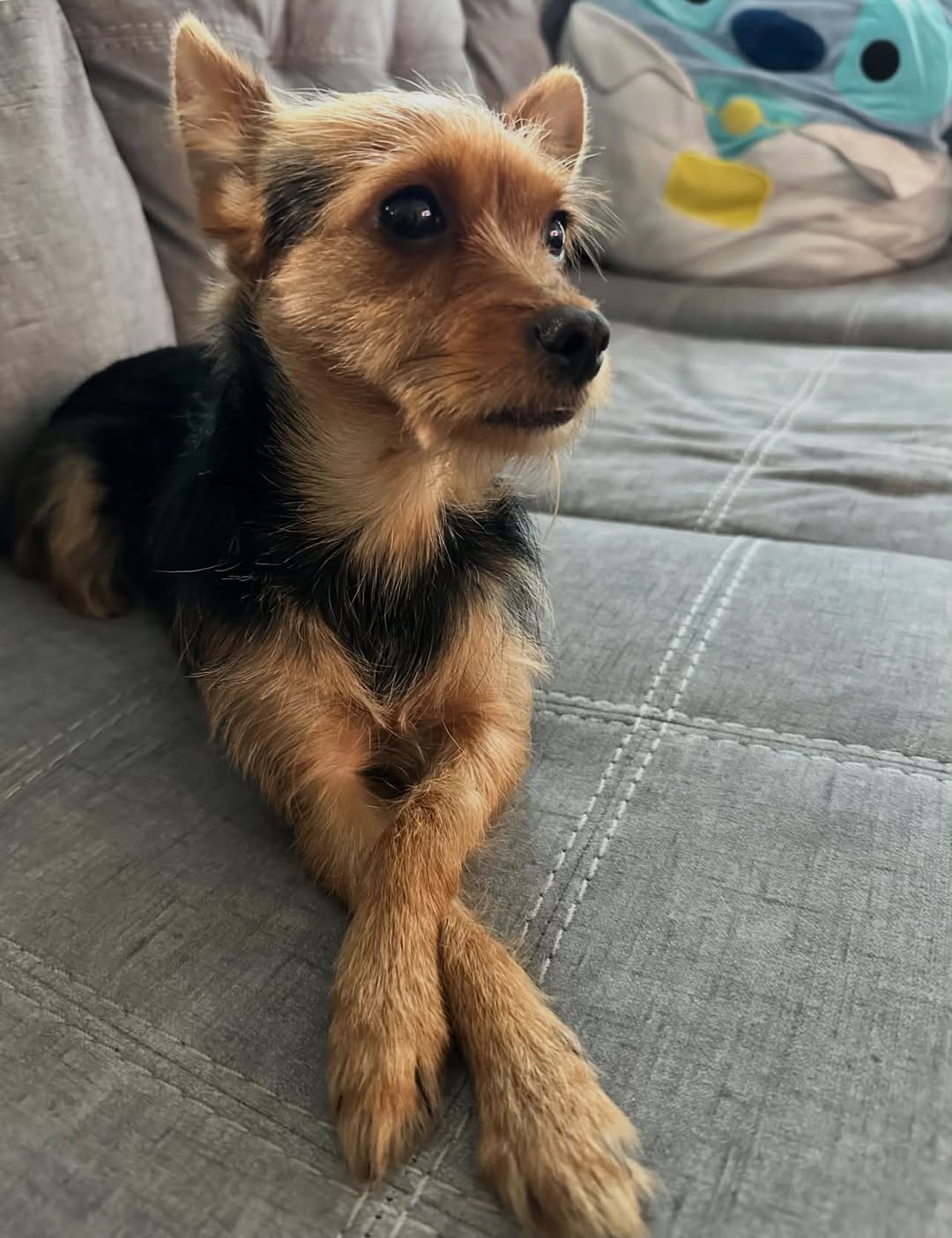 Lost dog