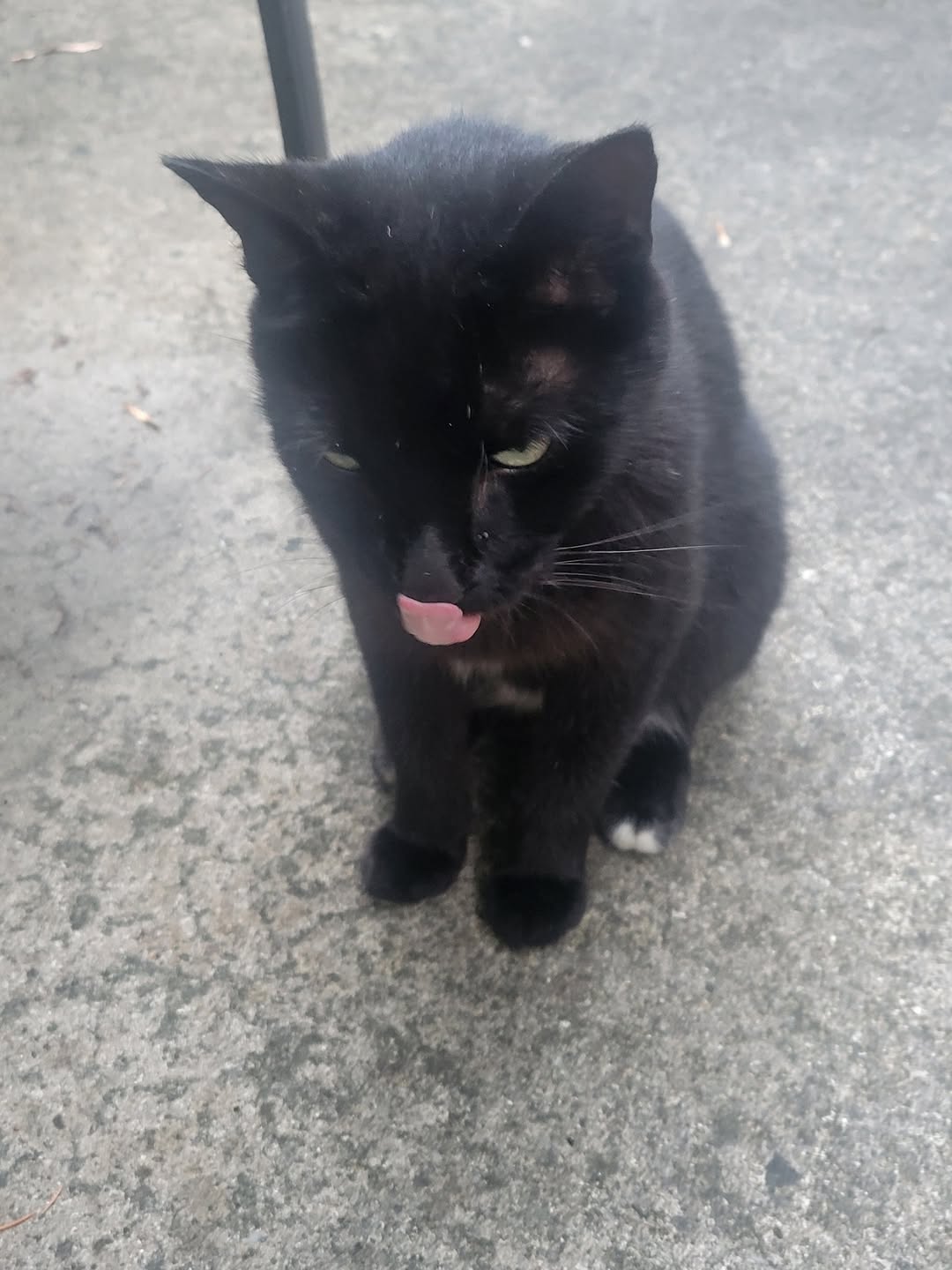 Found cat