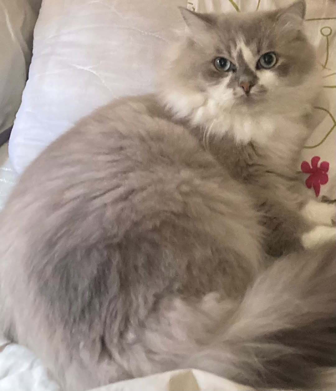 Lost cat