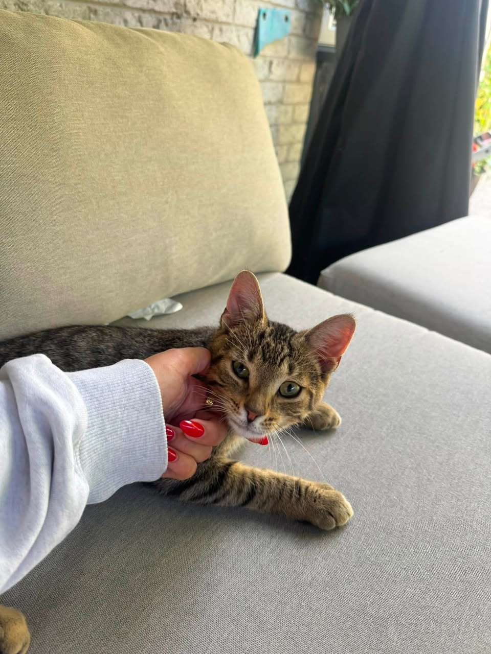 Found cat