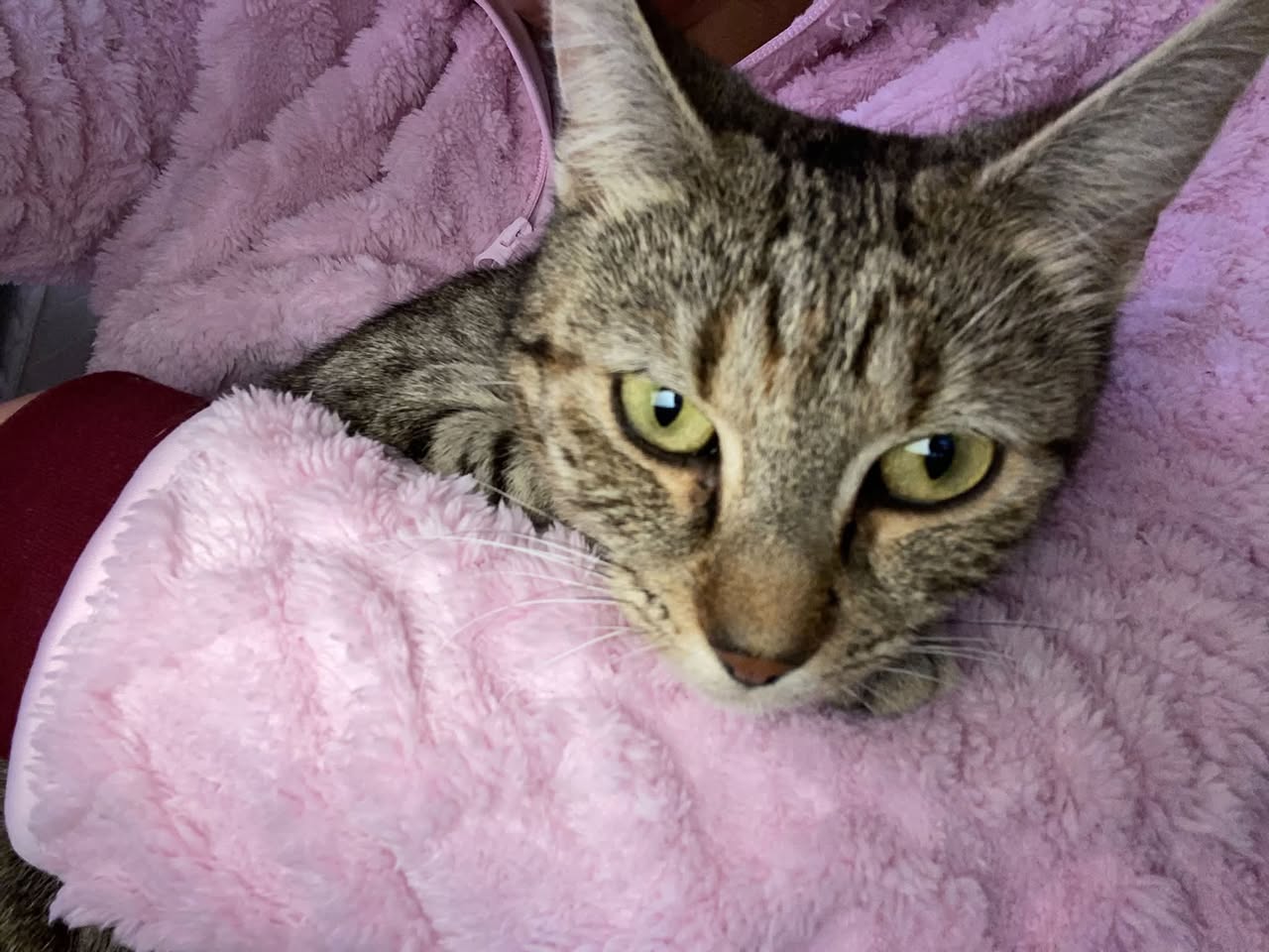 Lost cat