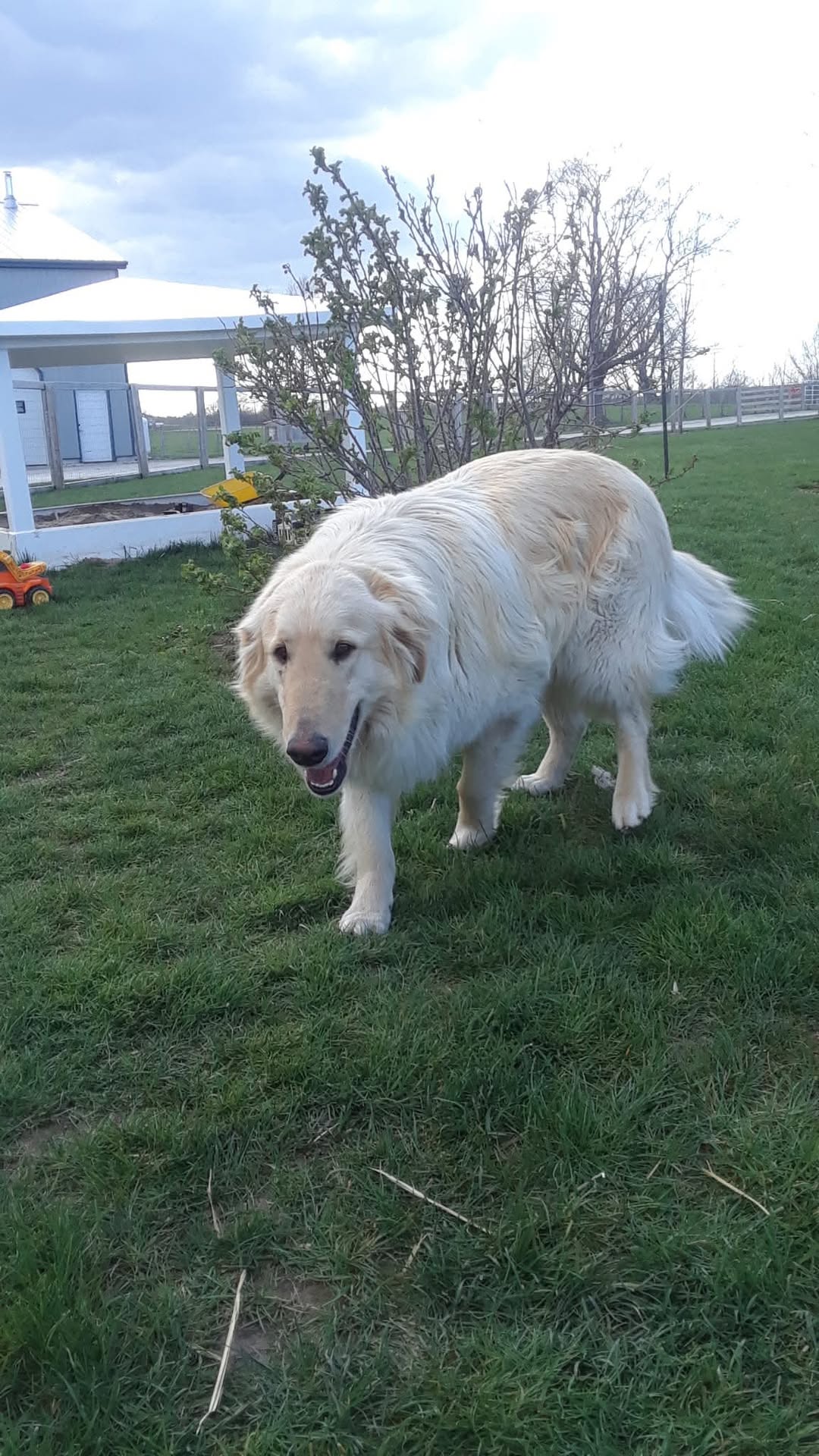 Lost Dog in Feversham