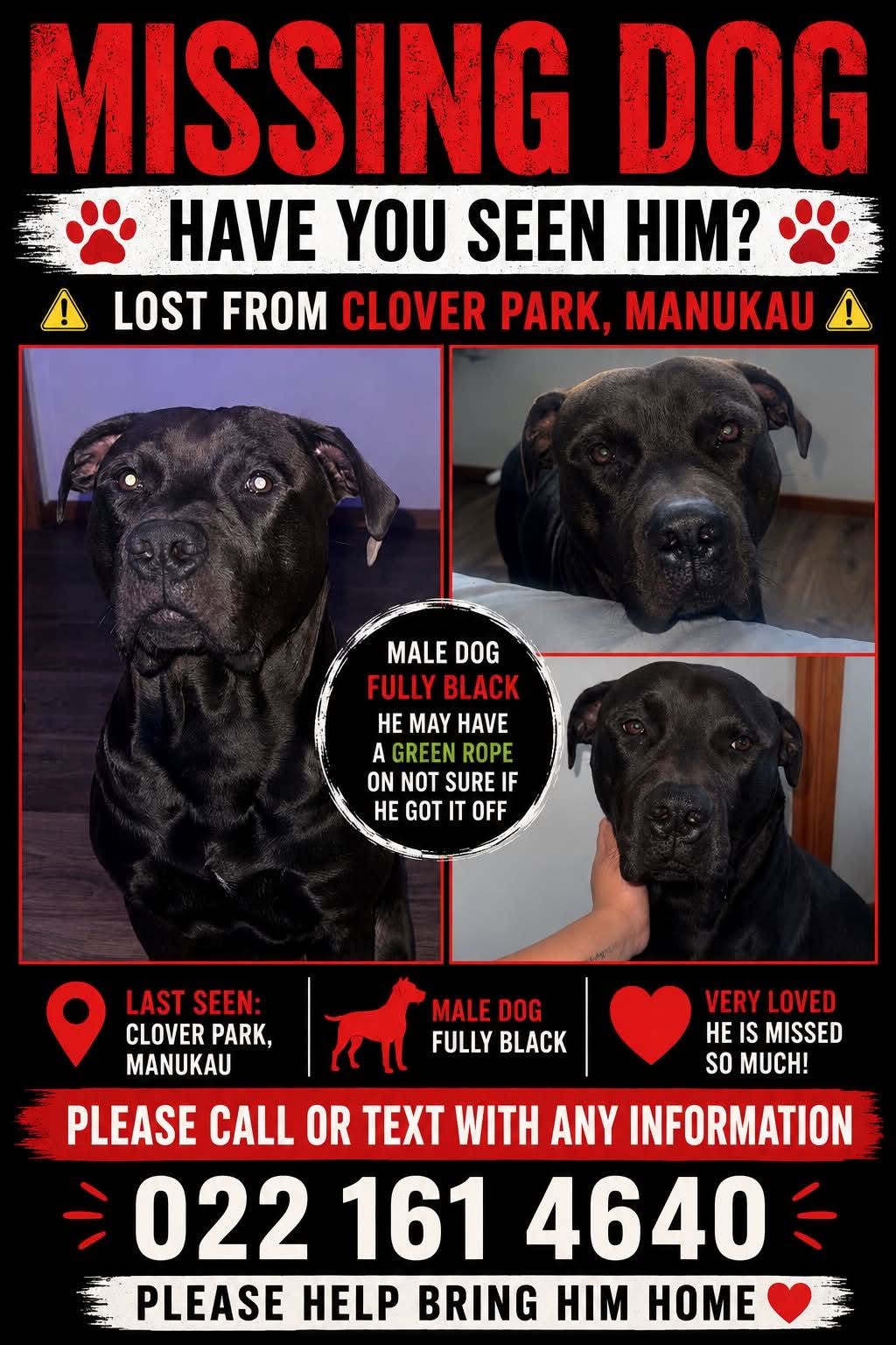 Lost dog
