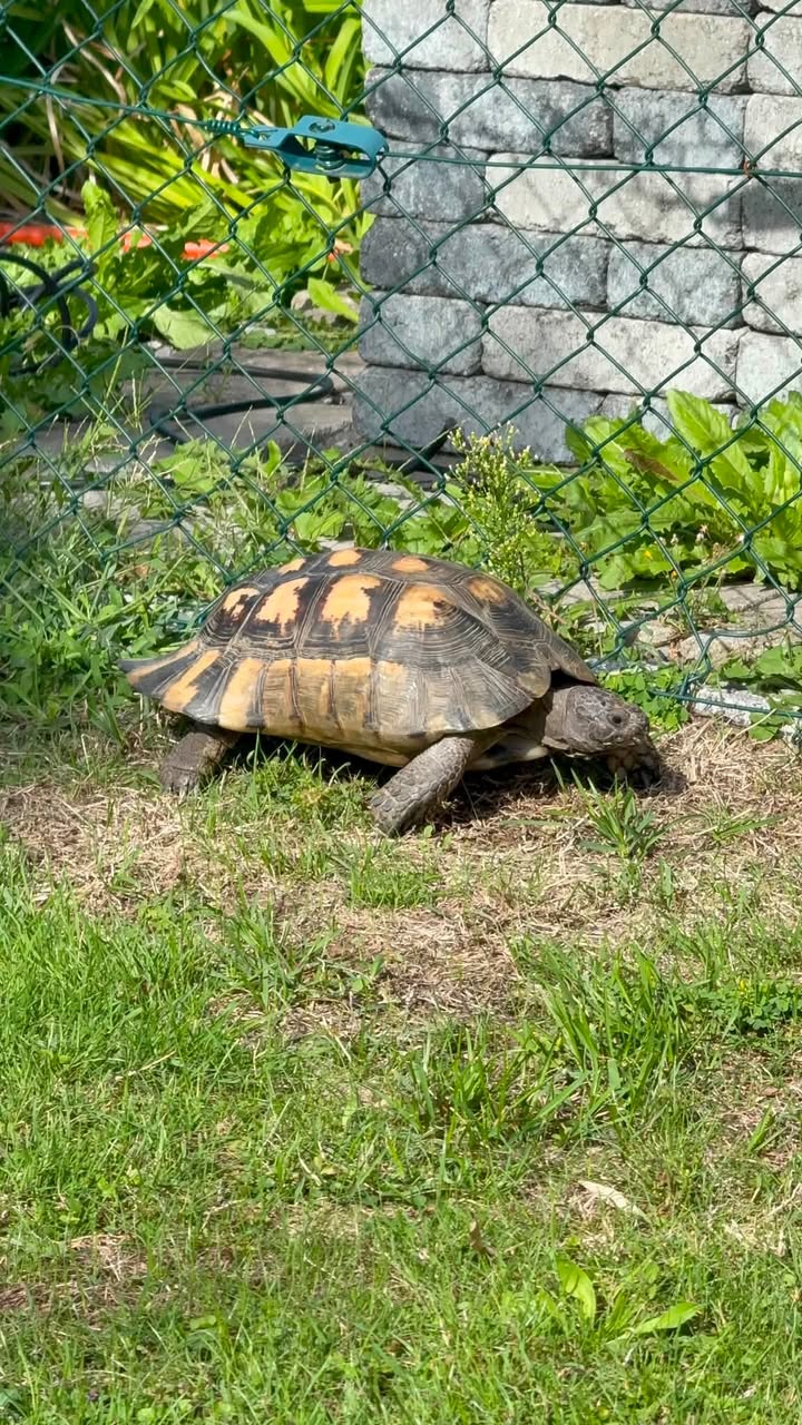Found tortoise