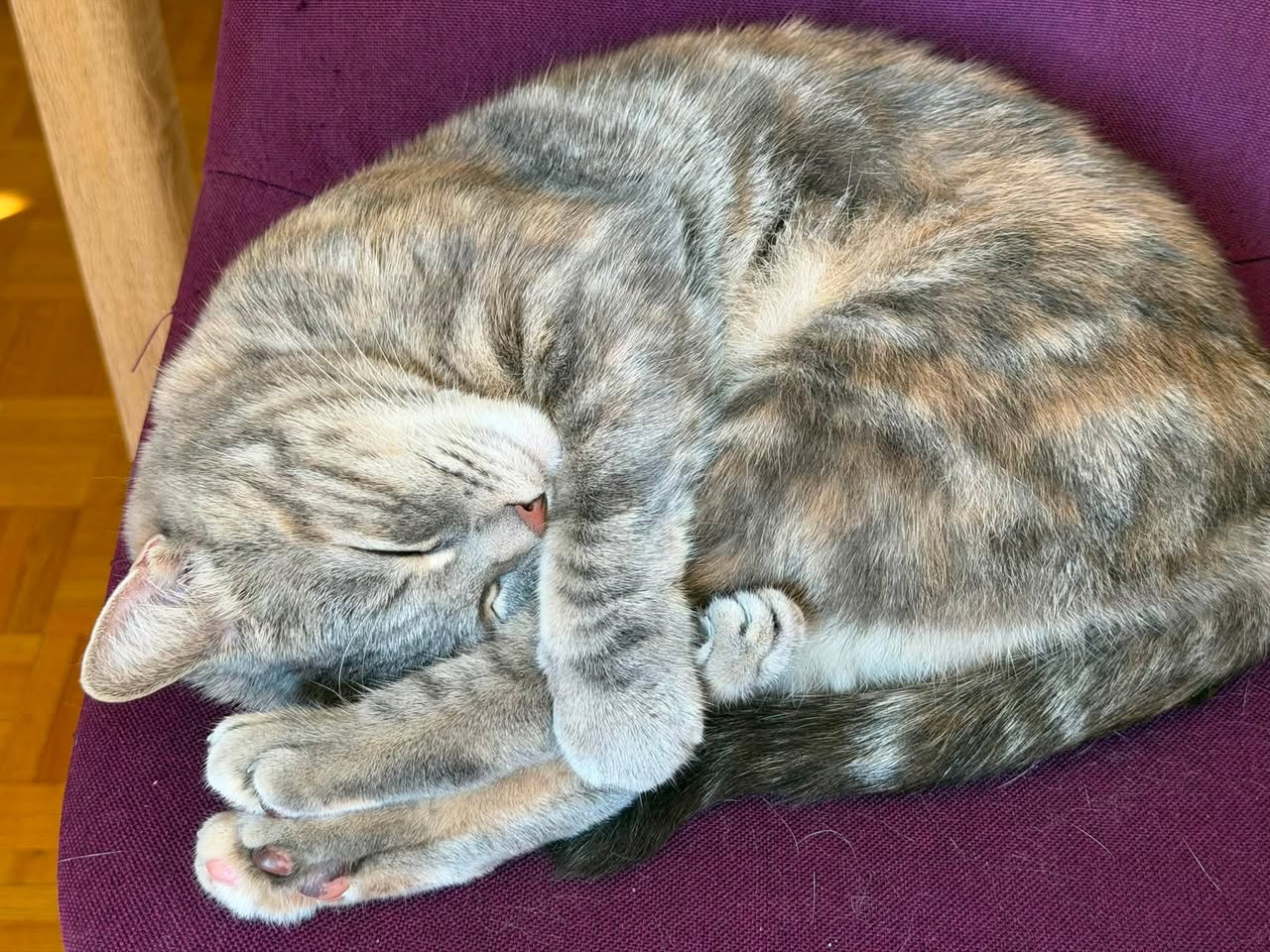 Lost cat