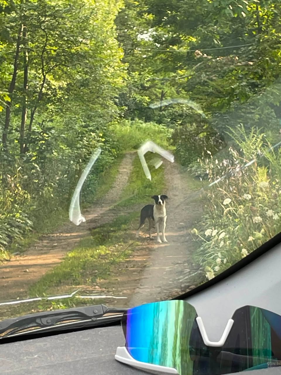 Found dog